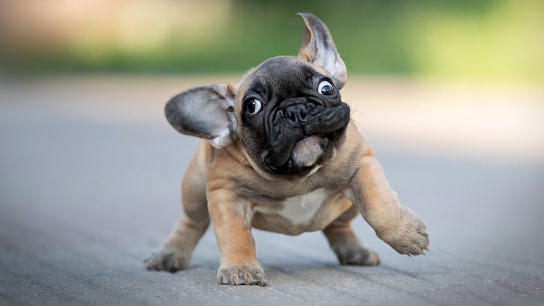 wallpaper et fond écran chien chiot dog puppy drôle sharpei bouldogue race mignon cute beau beautiful rigolo amusant funny animals animaux compagnie domestique photo picture photographie photography