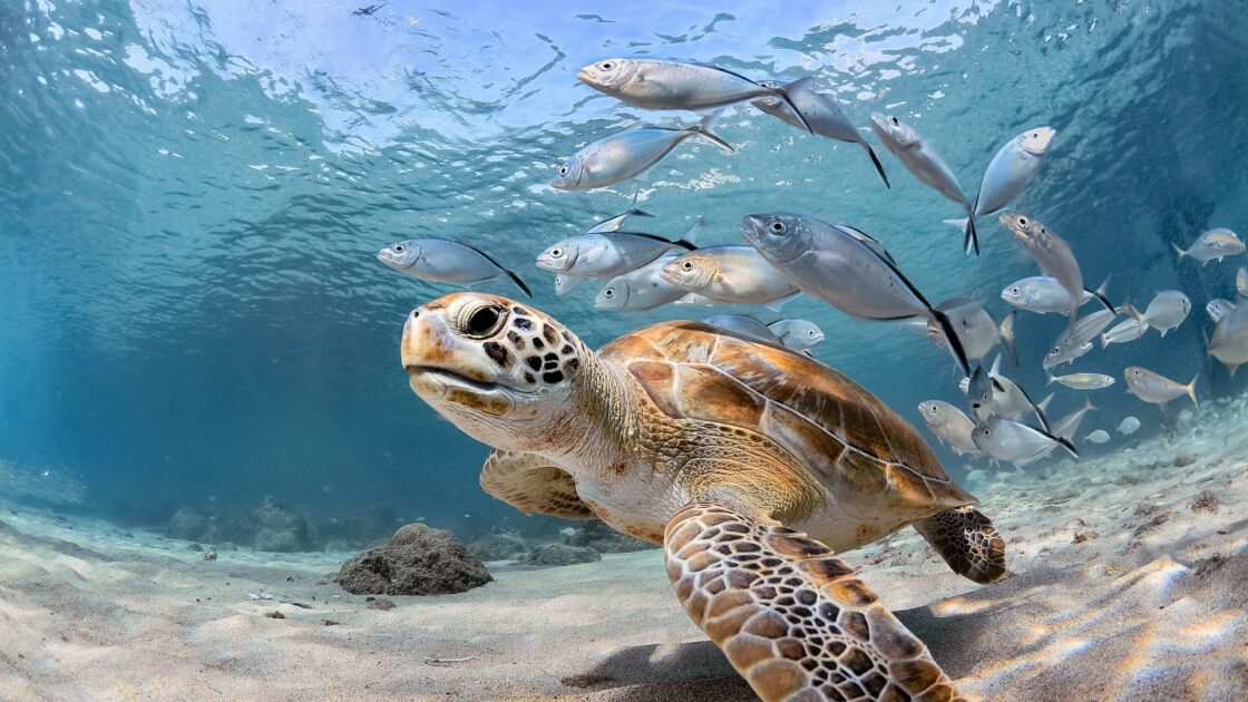 wallpaper et( fond d'écran tortue de mer sea turtle nature océan aquatique poissons fish fond marin animals animaux nager beau beautiful picture image photo photographie photography