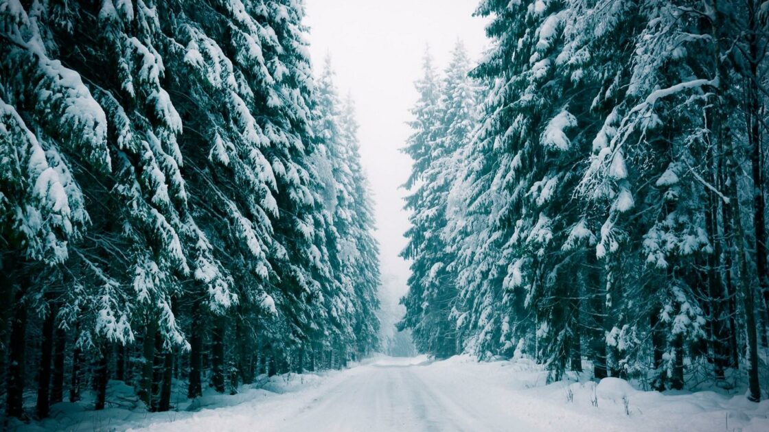 wallpaper et fond écran nature écume hiver winter snow neige paysage landscape forêt sapin enneigé saison beau beautiful froid cold picture photo photographie photography