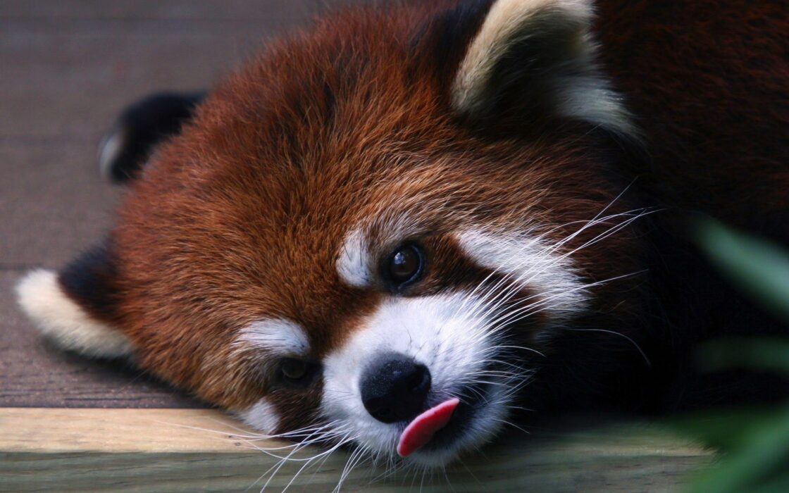 wallpaper et fond écran beau Panda roux beautiful panda red emblème Chine Asie mignon cute portrait animals animaux chinois picture photo photographie photography