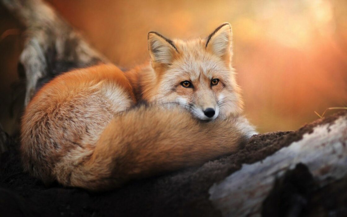 wallpaper et fond écran beau renard fox foxes roux beau beautiful repos rest animals animaux sauvage nature picture photo photographie photography