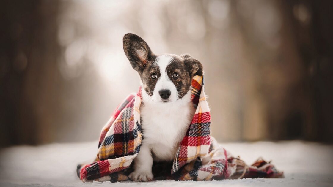 wallpaper et fond écran chien mignon cute dog chiot puppy beau beautiful animals animaux couverture race picture photo photographie photography