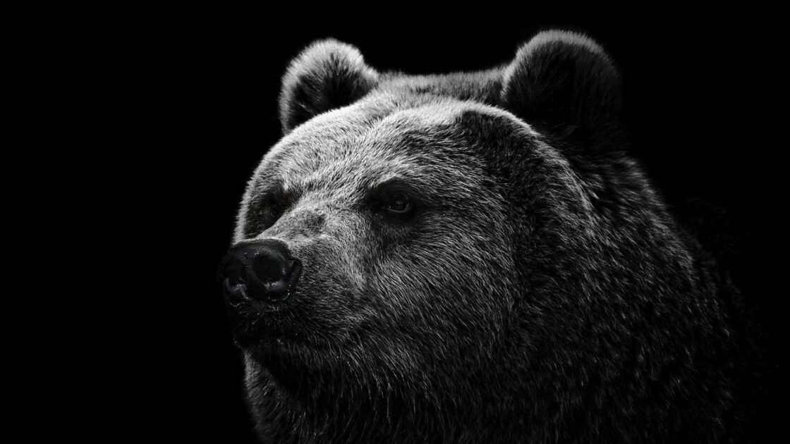 wallpaper et fond écran ours bear noir et blanc black and white sauvage portrait ours brun animals animaux beau beautiful nounours picture photo photographie photography