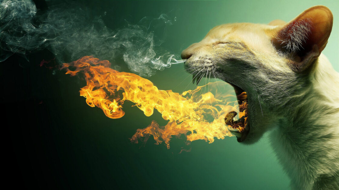 wallpaper et fond écran cat chat fire feu graphic art graphique artwork digital art numérique animals animaux beau beautiful picture image photo photographie photography