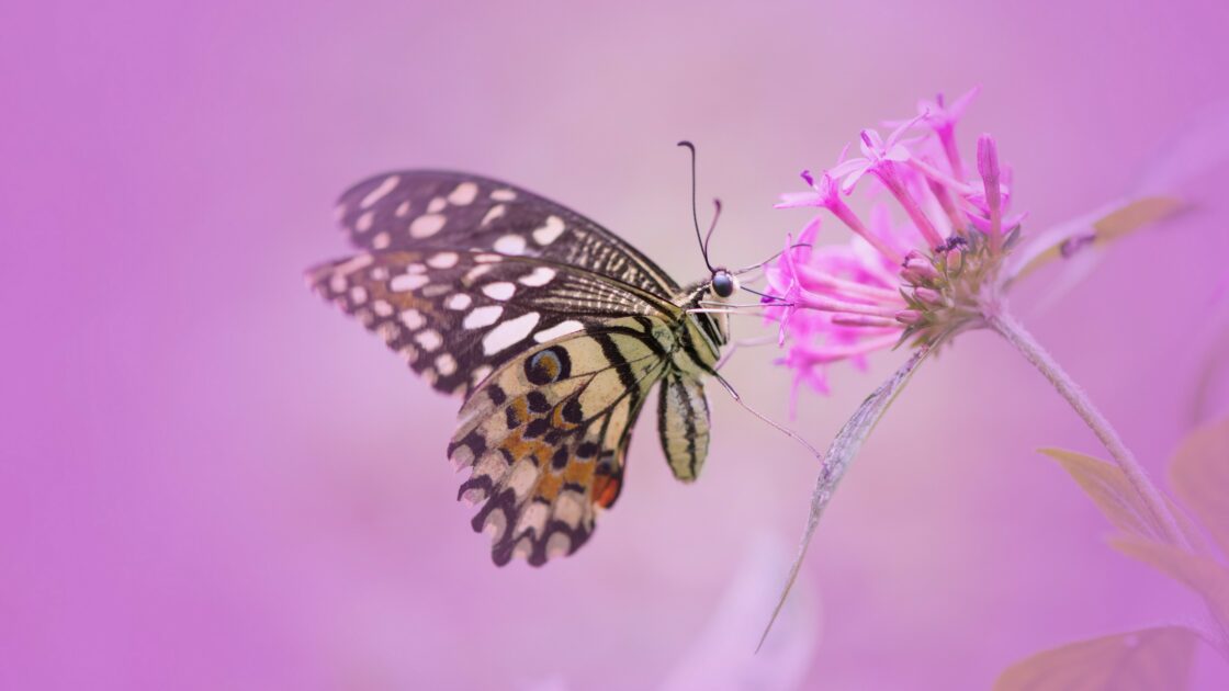 wallpaper et fond écran fleur flower papillon butterfly nature macro insecte beau beautiful fleuri jardin animals animaux picture image photo photographie photography
