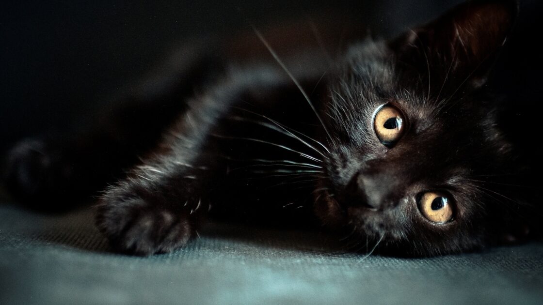 wallpaper et fond écran Chat noir Black Cat chaton kitten kitty beau beautiful yeux eyes portrait félin feline animals animaux picture image photo photographie photography