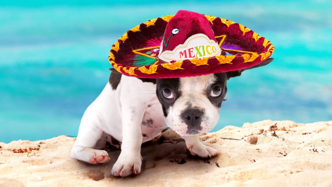 wallpaper et fond écran dog chien sombrero mexicain mexique mexico humour humor funny drôle bouldogue animals animaux chapeau hat picture image photo photographie photography