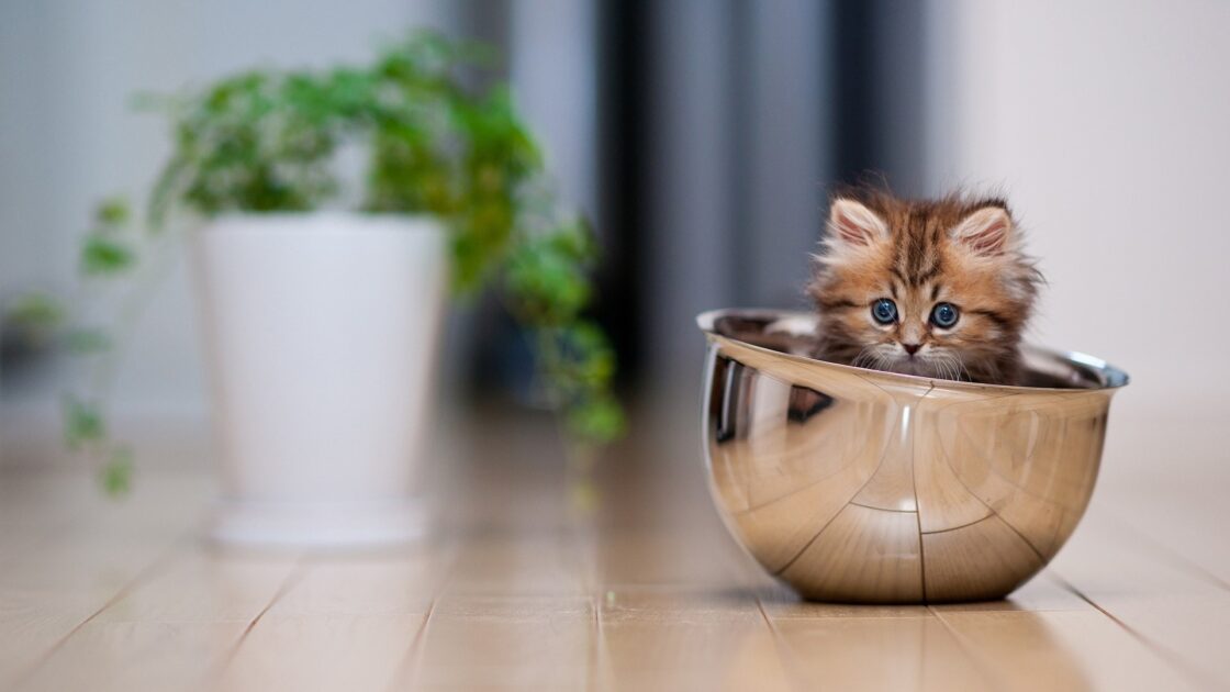 wallpaper et fond écran chaton kitten little cute boule ball mignon kitty beau beautiful félin feline animals animaux domestique de compagnie cat chat picture photo photographie photography