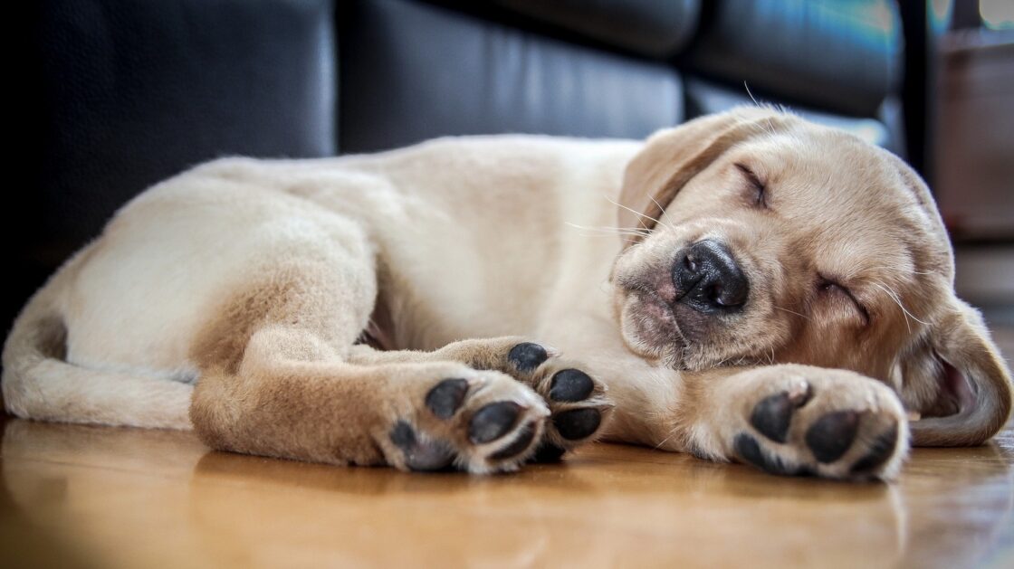 wallpaper fond écran chien dog chiot puppy sommeil sleep sleeping labrador mignon cute animals animaux race dormir repos rest picture photo photographie photography